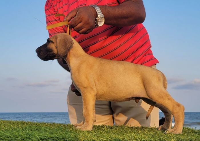 DogsIndia.com - Great Dane - Anandkumar - Ellesmera