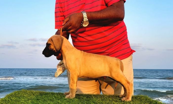 DogsIndia.com - Great Dane - Anandkumar - Ellesmera