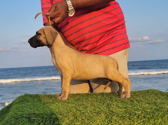 DogsIndia.com - Great Dane - Anandkumar - Ellesmera