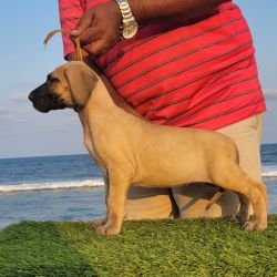 DogsIndia.com - Great Dane - Anandkumar - Ellesmera