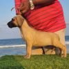 DogsIndia.com - Great Dane - Anandkumar - Ellesmera