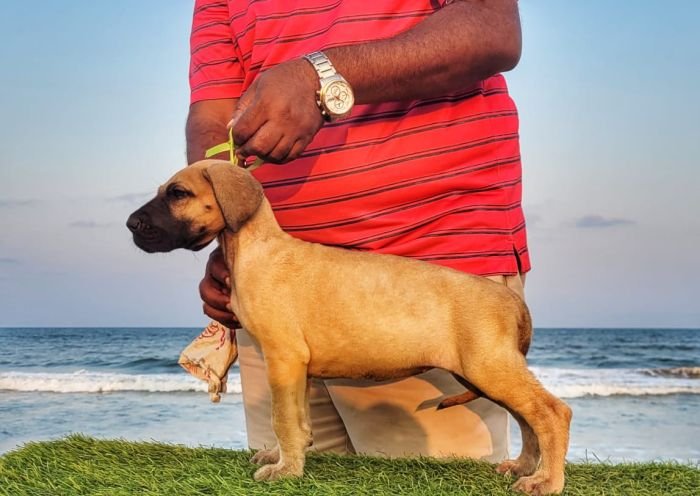 DogsIndia.com - Great Dane - Anandkumar - Ellesmera