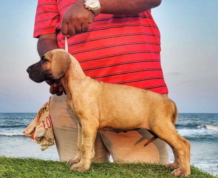 DogsIndia.com - Great Dane - Anandkumar - Ellesmera