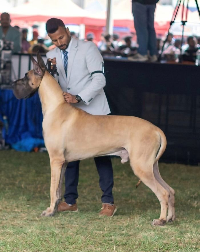 DogsIndia.com - Great Dane - Anandkumar - Ellesmera