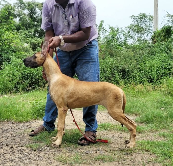 DogsIndia.com - Great Dane - Anandkumar - Ellesmera