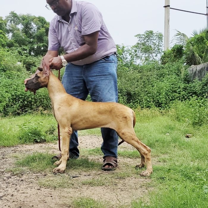 DogsIndia.com - Great Dane - Anandkumar - Ellesmera