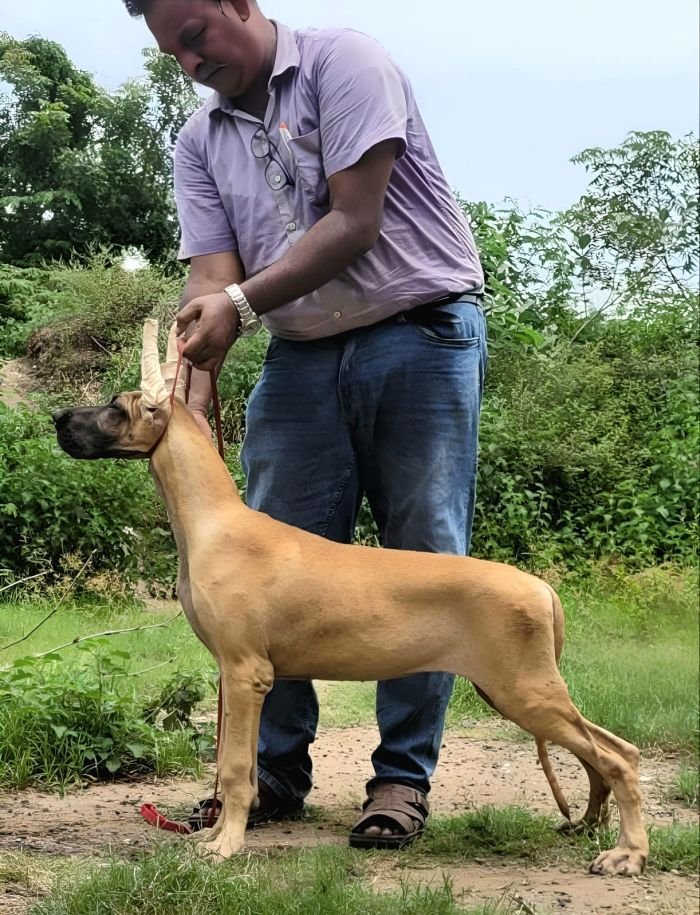 DogsIndia.com - Great Dane - Anandkumar - Ellesmera