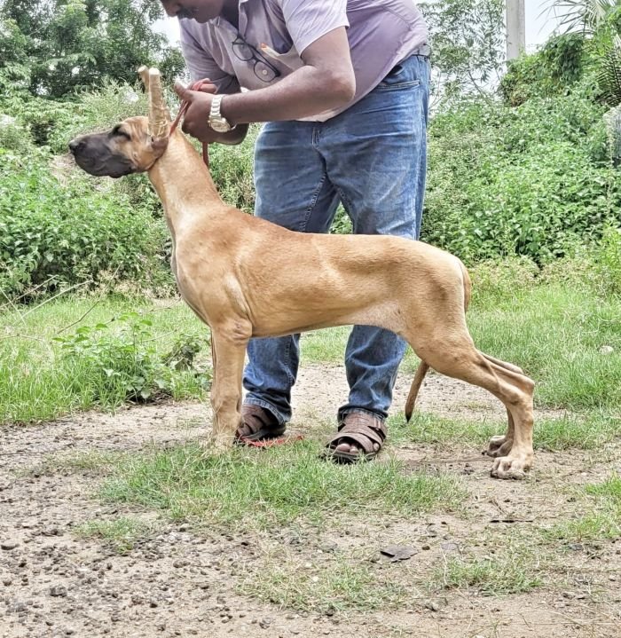 DogsIndia.com - Great Dane - Anandkumar - Ellesmera
