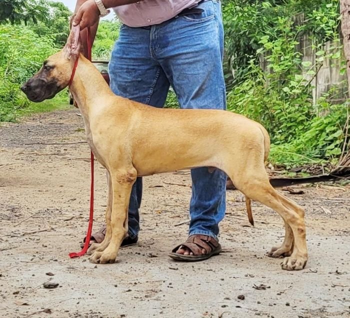 DogsIndia.com - Great Dane - Anandkumar - Ellesmera