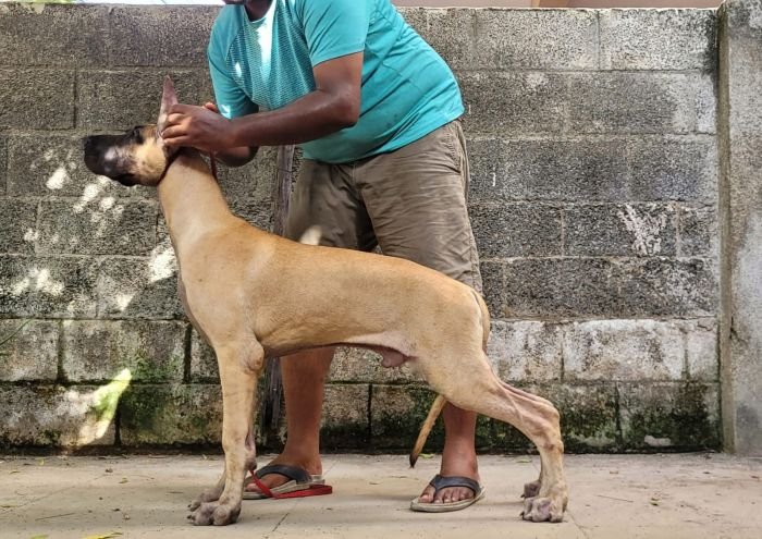 DogsIndia.com - Great Dane - Anandkumar - Ellesmera