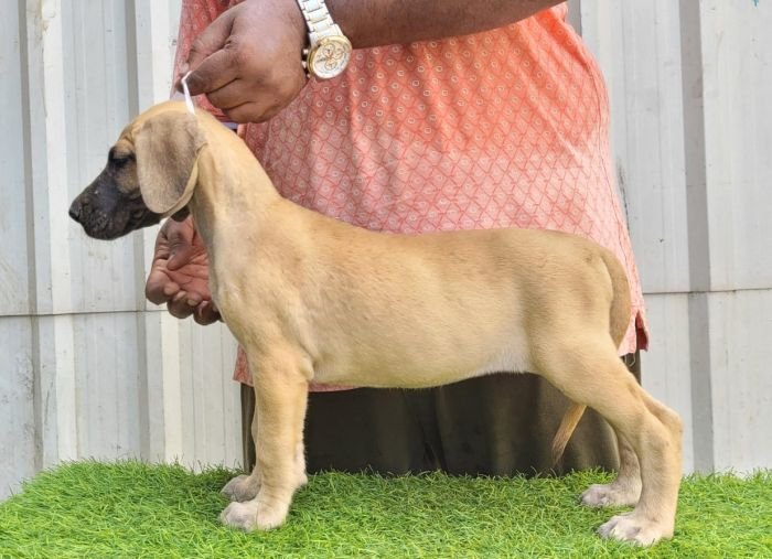 DogsIndia.com - Great Dane - Anandkumar - Ellesmera
