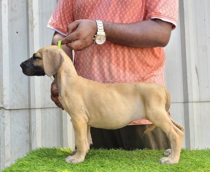 DogsIndia.com - Great Dane - Anandkumar - Ellesmera