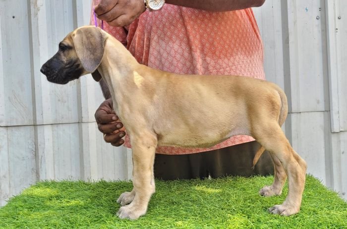 DogsIndia.com - Great Dane - Anandkumar - Ellesmera