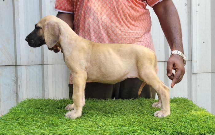 DogsIndia.com - Great Dane - Anandkumar - Ellesmera