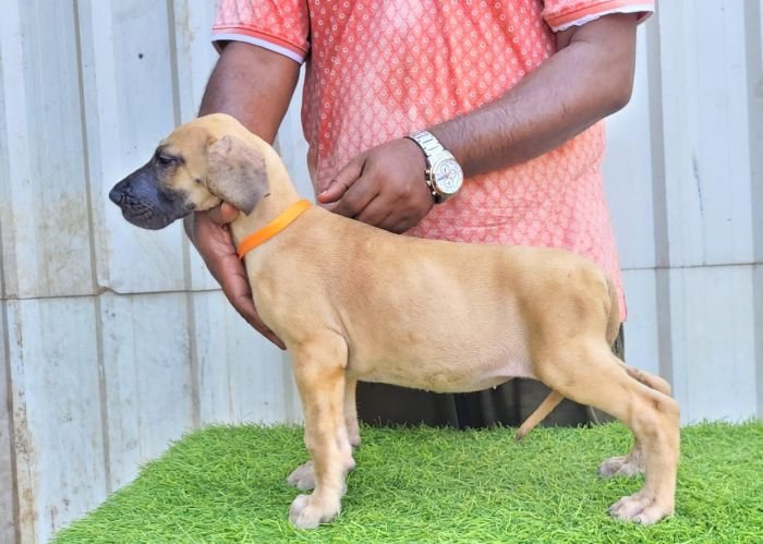 DogsIndia.com - Great Dane - Anandkumar - Ellesmera