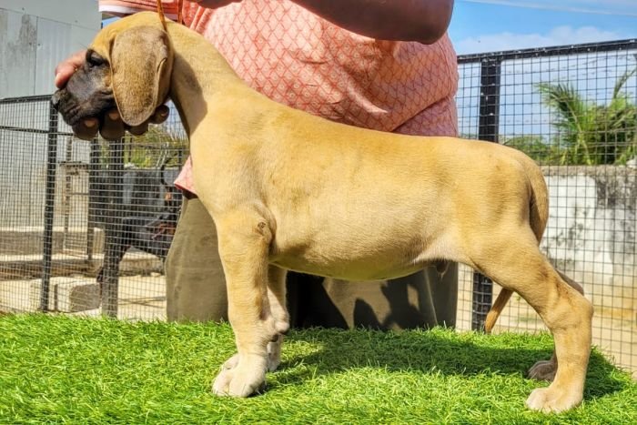 DogsIndia.com - Great Dane - Anandkumar - Ellesmera