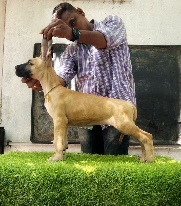 DogsIndia.com - Great Dane - Anandkumar - Ellesmera