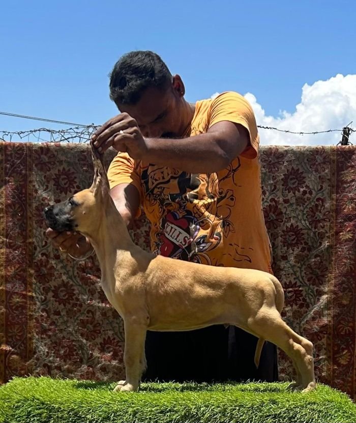 DogsIndia.com - Great Dane - Anandkumar - Ellesmera