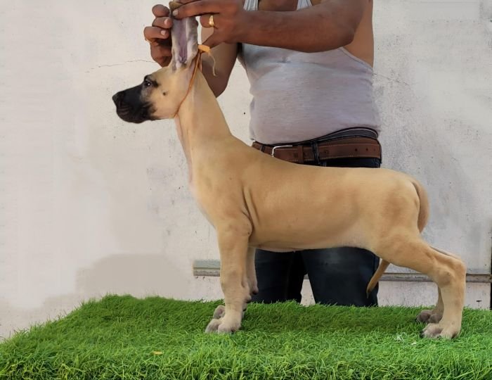 DogsIndia.com - Great Dane - Anandkumar - Ellesmera