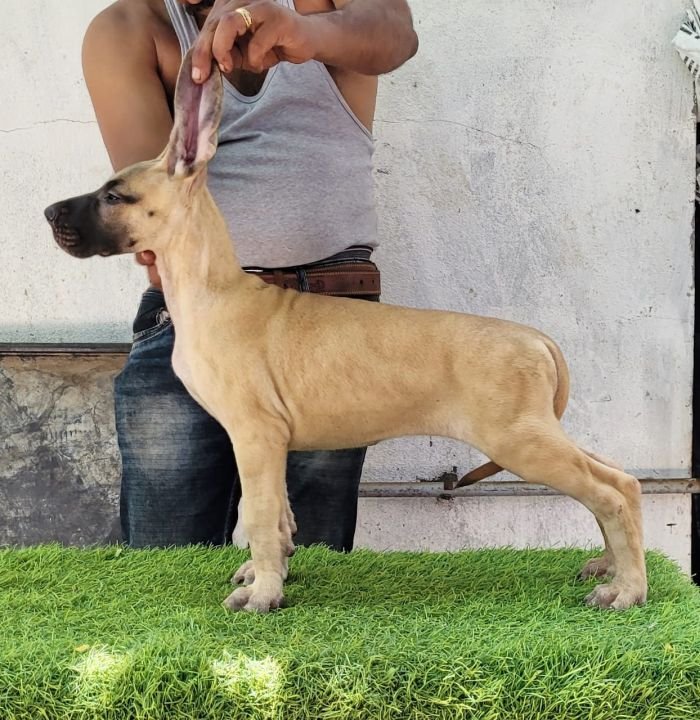 DogsIndia.com - Great Dane - Anandkumar - Ellesmera