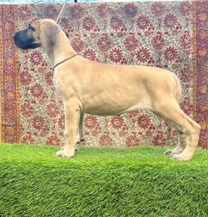 DogsIndia.com - Great Dane - Anandkumar - Ellesmera