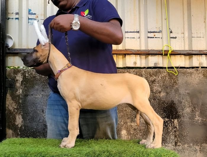 DogsIndia.com - Great Dane - Anandkumar - Ellesmera