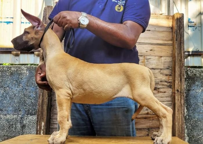 DogsIndia.com - Great Dane - Anandkumar - Ellesmera