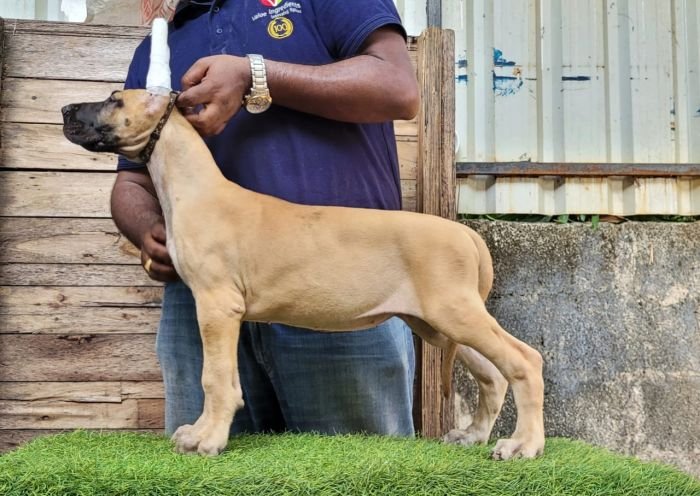 DogsIndia.com - Great Dane - Anandkumar - Ellesmera