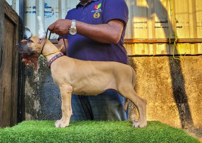 DogsIndia.com - Great Dane - Anandkumar - Ellesmera