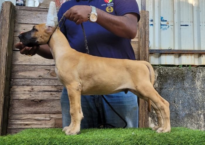 DogsIndia.com - Great Dane - Anandkumar - Ellesmera