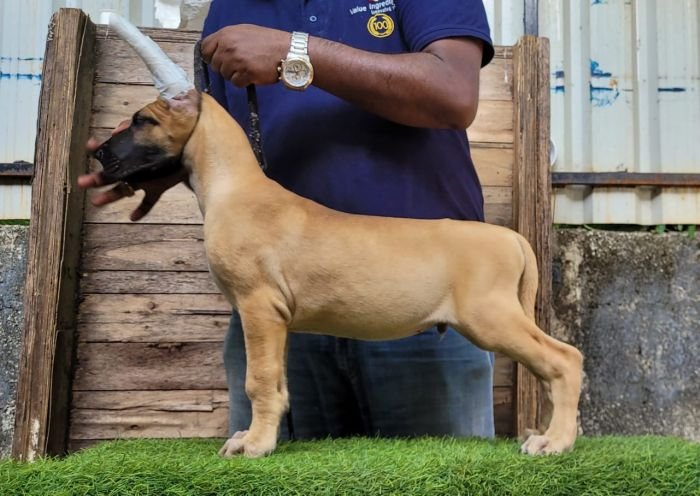 DogsIndia.com - Great Dane - Anandkumar - Ellesmera