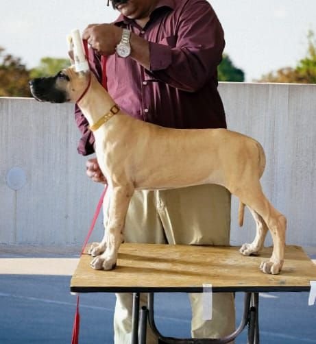 DogsIndia.com - Great Dane - Anandkumar - Ellesmera
