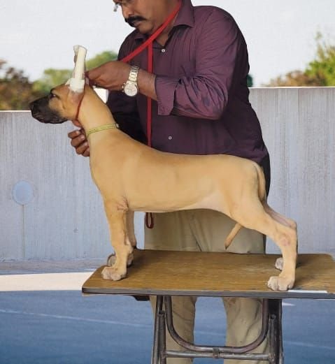 DogsIndia.com - Great Dane - Anandkumar - Ellesmera