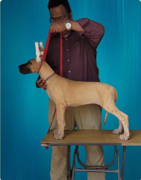 DogsIndia.com - Great Dane - Anandkumar - Ellesmera