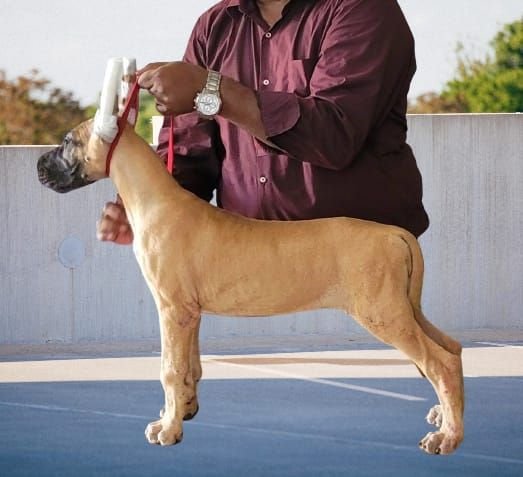 DogsIndia.com - Great Dane - Anandkumar - Ellesmera