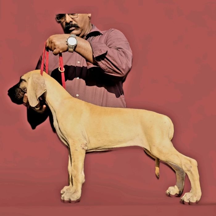 DogsIndia.com - Great Dane - Anandkumar - Ellesmera