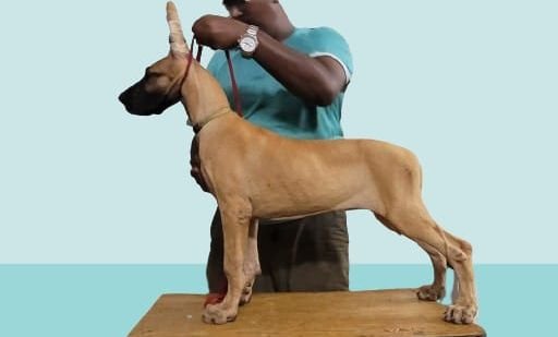 DogsIndia.com - Great Dane - Anandkumar - Ellesmera