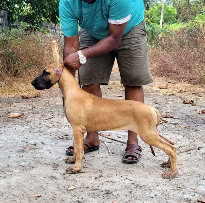 DogsIndia.com - Great Dane - Anandkumar - Ellesmera