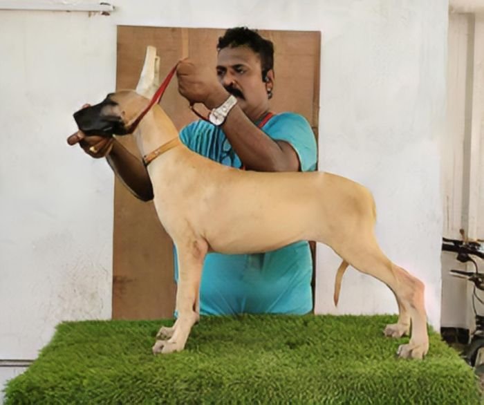 DogsIndia.com - Great Dane - Anandkumar - Ellesmera
