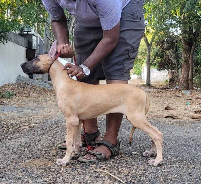 DogsIndia.com - Great Dane - Anandkumar - Ellesmera