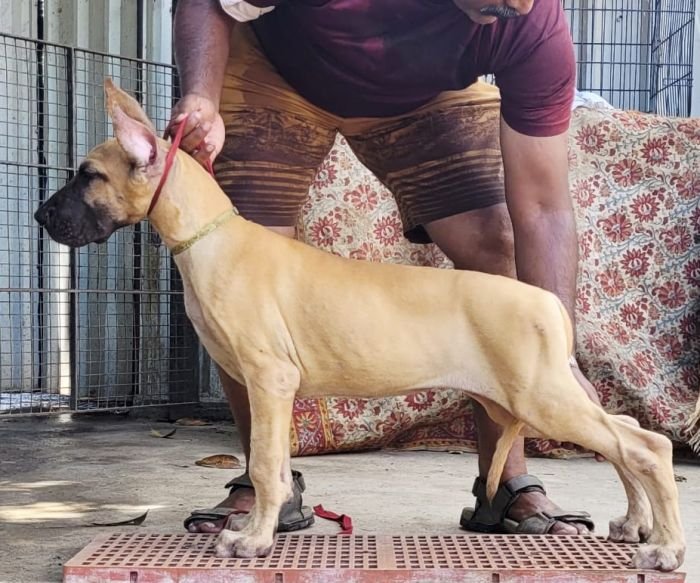 DogsIndia.com - Great Dane - Anandkumar - Ellesmera