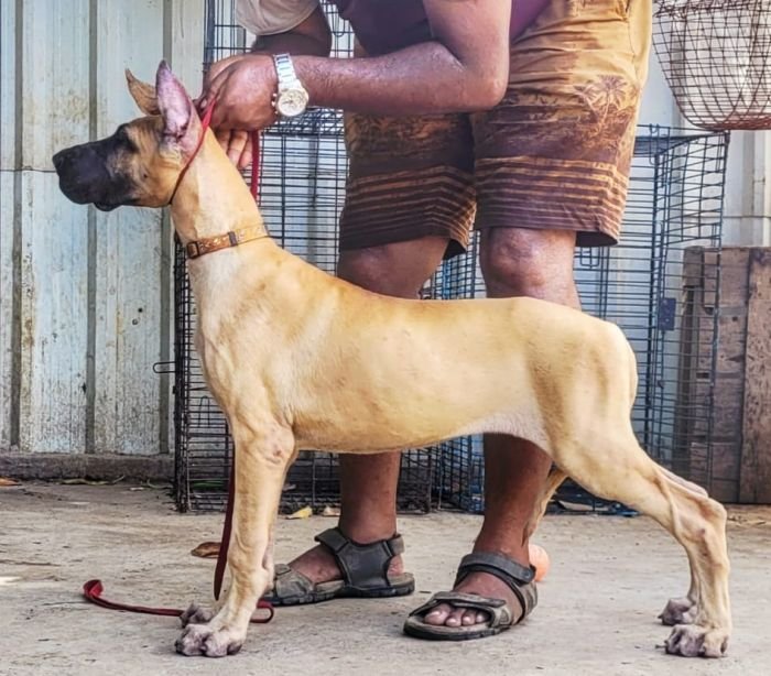 DogsIndia.com - Great Dane - Anandkumar - Ellesmera