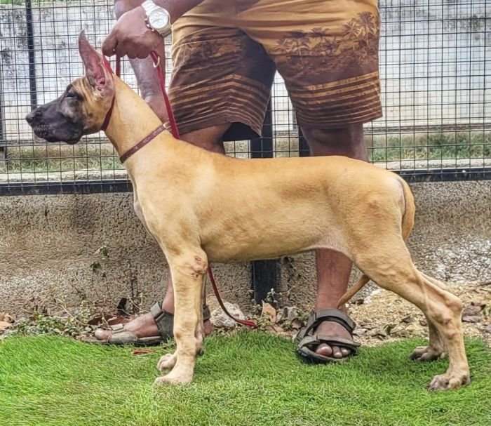 DogsIndia.com - Great Dane - Anandkumar - Ellesmera
