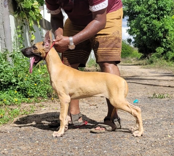 DogsIndia.com - Great Dane - Anandkumar - Ellesmera