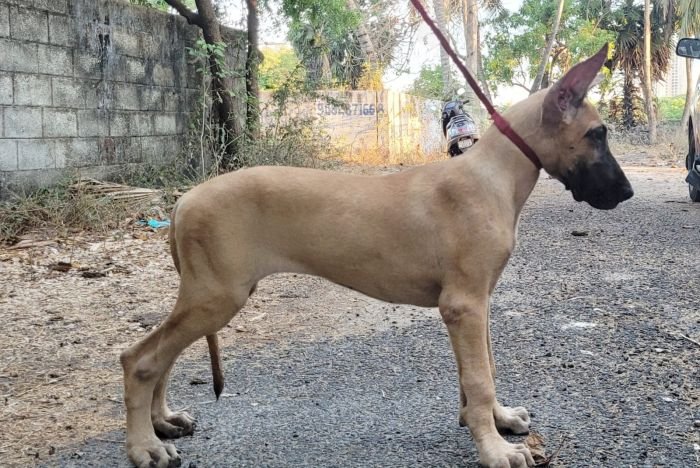 DogsIndia.com - Great Dane - Anandkumar - Ellesmera