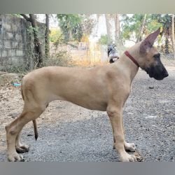 DogsIndia.com - Great Dane - Anandkumar - Ellesmera