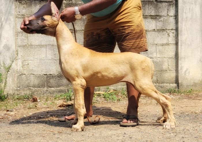DogsIndia.com - Great Dane - Anandkumar - Ellesmera