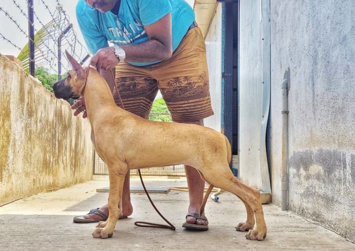 DogsIndia.com - Great Dane - Anandkumar - Ellesmera