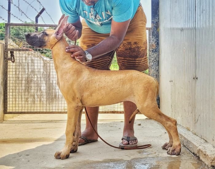 DogsIndia.com - Great Dane - Anandkumar - Ellesmera