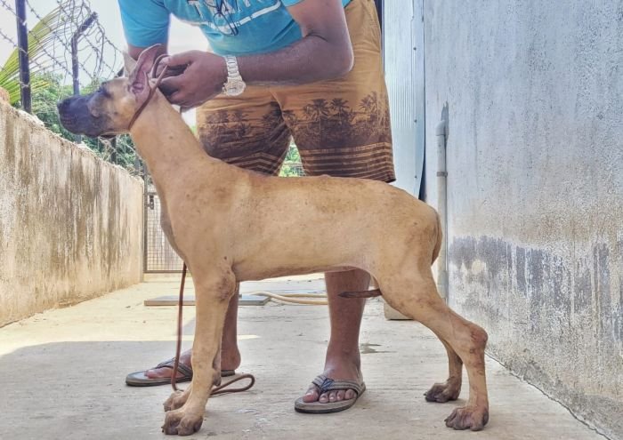 DogsIndia.com - Great Dane - Anandkumar - Ellesmera